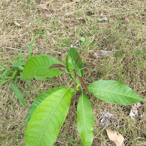 2 Mango Plant With Neem Plan