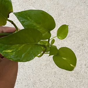 Golden Pothos - Live Plant Cutting