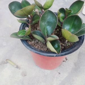 Compo 2 Variegated Baby Rubber Plant