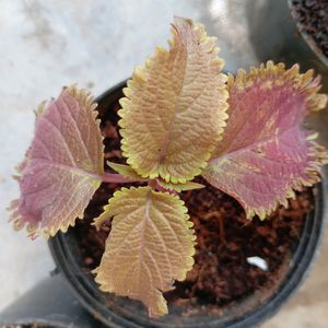 Coleus Live Plant