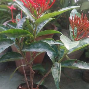 Red Xlora Plant