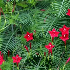 Red Cypress Vine Seeds