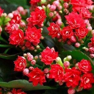 Kalanchoe