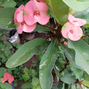 Euphorbia