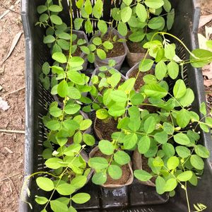 Double Petal Aparajita Plant With Seeds