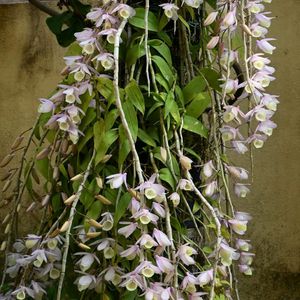 Orchid Dendrobium Apphylum