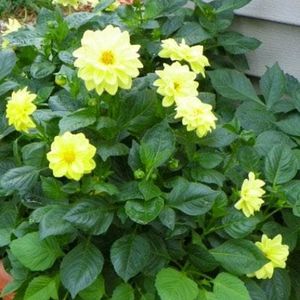 Dehliya plant Offer For Navratri