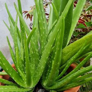 Aloe Vera Plant