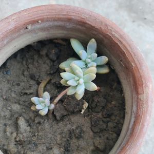 California sunset succulents(Graptosedum Francesco