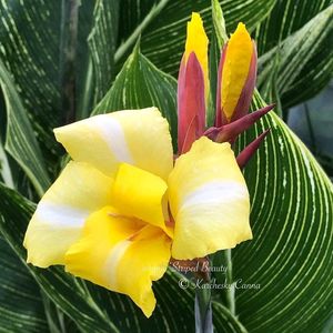 Variegated Canna Id-striped Beauty