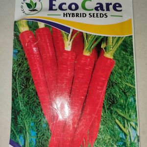 Carrot Seeds