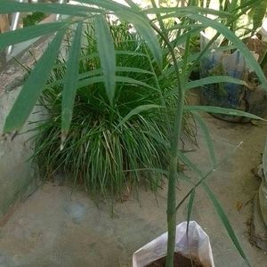 Healthy Bamboo Palm Plant (CHAMAEDOREA SRIFRIZII)