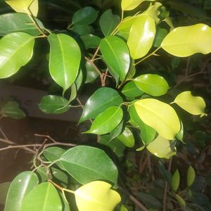 Ficus Benjamina