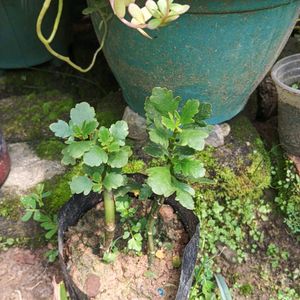 Rare Florist Kalanchoe