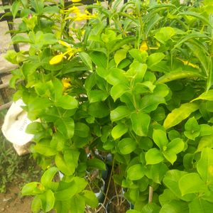 Yellow Almonda Flower Plant With Healthy Root