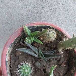🥰😍Real Mix Cactus 🌵 Variety Plant