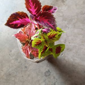 3 Shades Coleus Plant