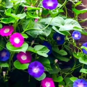 Morning Glory Mix Color High Quality Seeds