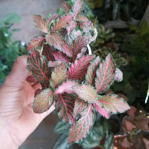 Combo Fittonia 4 Colour Live Plant