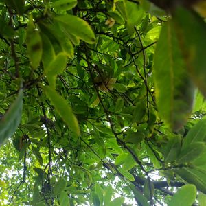 Sitafal / Sharifa Fruit Plants