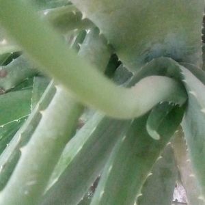 Aloe Vera Combo 4 Plants