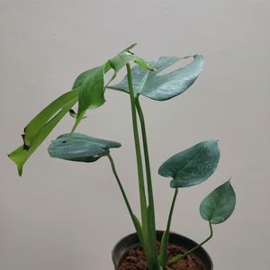 Monstera Deliciosa Plant With Roots