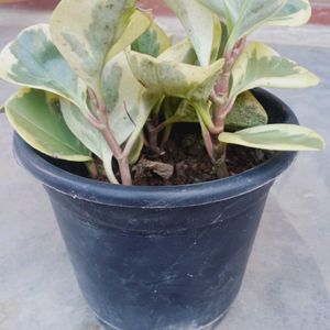 Compo 2 Variegated Baby Rubber Plant