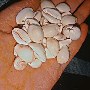 Natural Guvvalu Cowry  Kodi (White Cowry31)