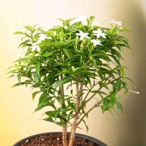 Jasmin Plant