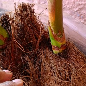 Coconut Plant 🌴🥥