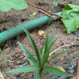 Brinjal And Flower Plant Combo 2