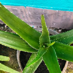 Aloe Vera Plant