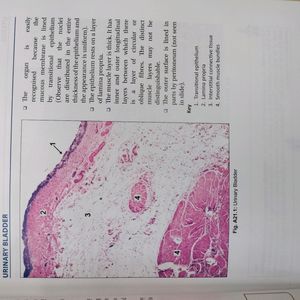 Inderbir Singh's Human Histology Guide