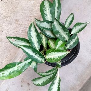 Air Purifying Mix Plants