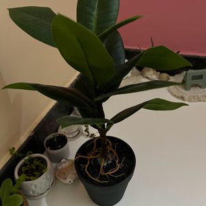 Artificial Rubber Plant