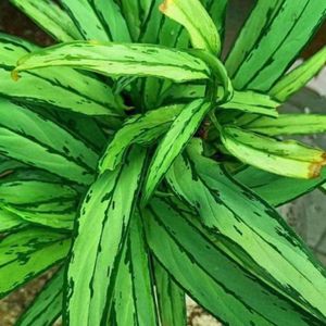 Green Thin Aglonema Healthy Plant