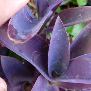 Purple  Heart 💜 Plant