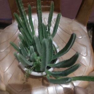 Beautiful Maroon Cup Flower Cactus