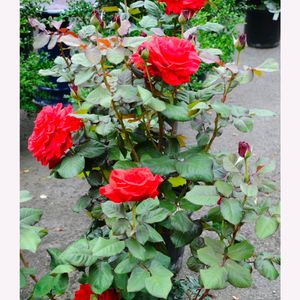 Rose Plant(5)