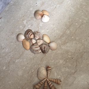 Shells To Distress