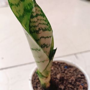 Snake/Sansiviera Plant