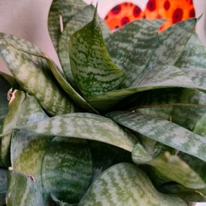 Snake plant - Air Purifier And Oxygen Enriching