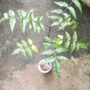 Healthy Neem Plant With Root