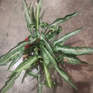 Rare Sygonium Plant Full Without Pot