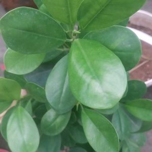 Green/Panda Ficus