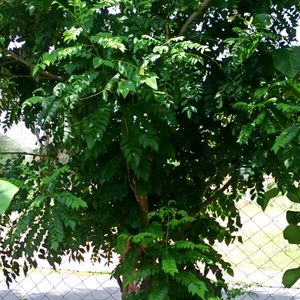 Curry Leaf 🌿 Plant Seeds