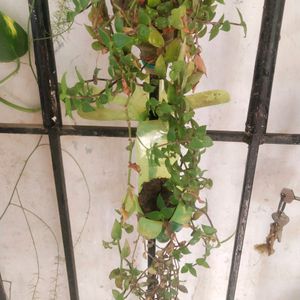 Beautiful 2 Variety Turtle Wine Hanging Plant