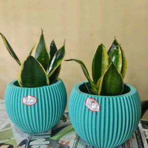 Pot With Snake Plant (1 QTY)