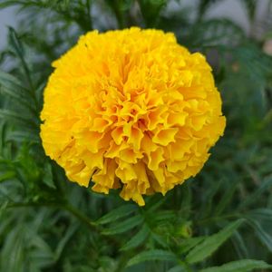 Yellow African Marigold