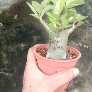 Adenium Arabicum Combo